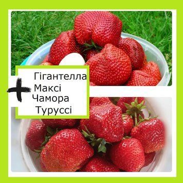 Супер-комплект! полуниця Чамора Туруссі 20 шт+Гігантела Максі 20 шт 875973222 фото