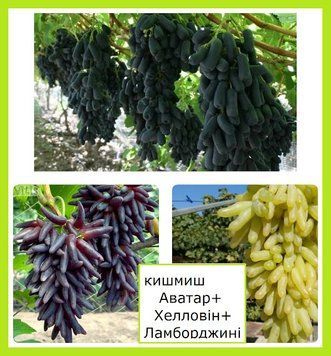 Супер-комплект! Виноград кишмиш Аватар+Хелловін+Ламборджині 864479 фото