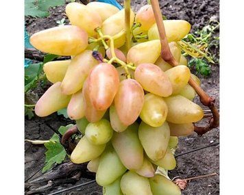 Виноград Діксон 09=76 фото