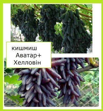Супер-комплект! Виноград кишмиш Аватар+Хелловін 098077 фото