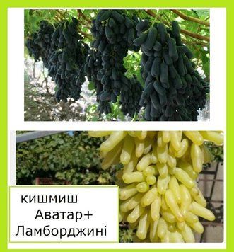 Супер-комплект! Виноград кишмиш Аватар+Ламборджині 532131 фото