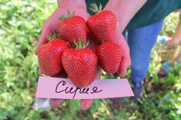 Клубника Сирия купить 1234 фото