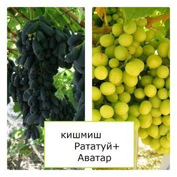 Супер-комплект! Виноград кишмиш Аватар+Рататуй  9-7965 фото