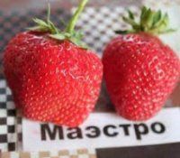 Полуниця Маестро 7512 фото