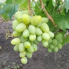 Виноград Буба 8967463 фото
