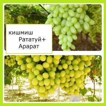 Супер-комплект! Виноград кишмиш Рататуй+Арарат 434623 фото