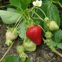Полуниця Портола 8964 фото