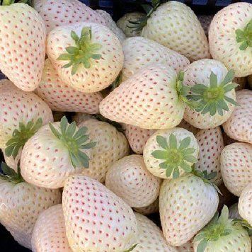 Полуниця Бьянка &laquo;Bianka Fragola N5&raquo; 98532 фото