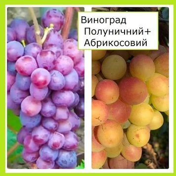 Супер-комплект! Виноград Полуничний+Абрикосовий 786854 фото