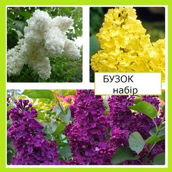 Супер-комплект! бузок махровий (жовтий+білий+фіолетовий) 2 роки 7-7765 фото