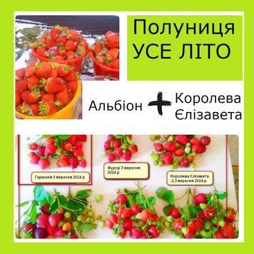 Супер-комплект! клубника Альбион 20 шт+Королева Елизавета-2 ,20 шт(клубника все лето) 432342 фото