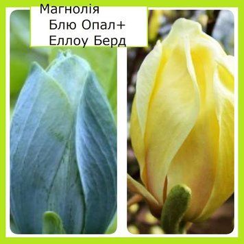 Супер-комплект! магнолії Блю Бейби (Blue Baby)+Еллоу Берд (Yellow Bird) 3 роки 434522 фото