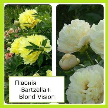 Супер-комплект! півонії Бартзелла (Bartzella)+Півонія Blond Vision 3/5 бруньок 098988 фото