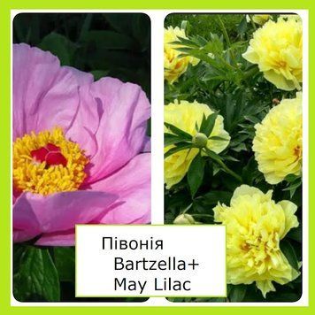 Супер-комплект! півонії  Бартзелла (Bartzella)+Півонія May Lilac  3/5 бруньок 908989908 фото