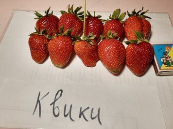 Полуниця Квікі 8732 фото