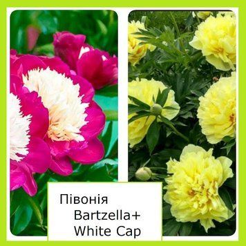 Супер-комплект! пион Бартзелла (Bartzella)+пион White Cap 6746533 фото