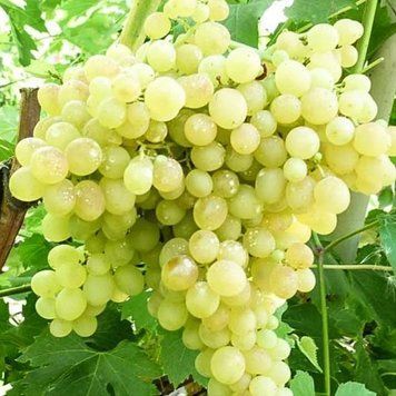 Виноград кишмиш Володар 87219 фото