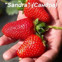 Полуниця Сандра 7642 фото
