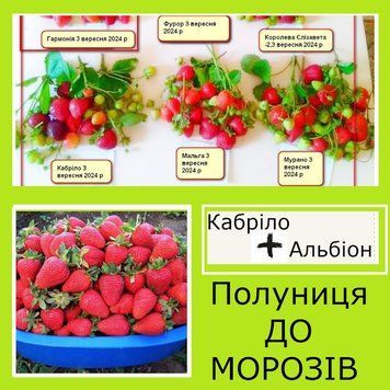 Супер-комплект! клубника Кабрило 20 шт+Альбион 20 шт (клубника до морозов) 872111 фото