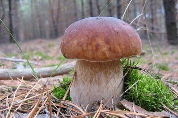 Міцелій Білого гриба ялинового (150 грам) 983466 фото