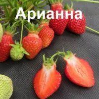Полуниця Аріанна 0974 фото