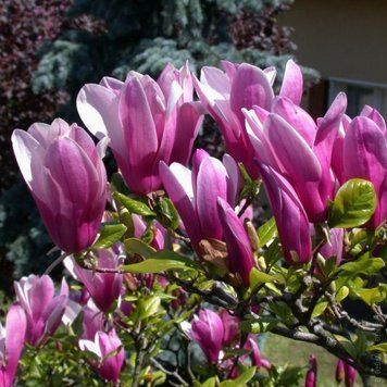 Магнолія Сьюзан (Magnolia Susan) 3-х річний в контейнері 50-60см  98065 фото