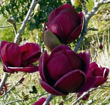 Магнолія Блек Тюлип (Black Tulip) 60-80см, контейнер 89-6532 фото