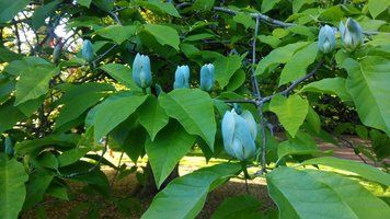 Магнолія Блю Бейбі (Magnolia acuminata Blue Baby) 3-х річні в контейнері 50-70см 56743 фото