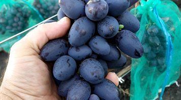 Виноград РЕМБО 87686 фото