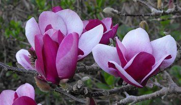 Магнолія Камео (Magnolia Cameo) 70-80 см контейнер 35347 фото