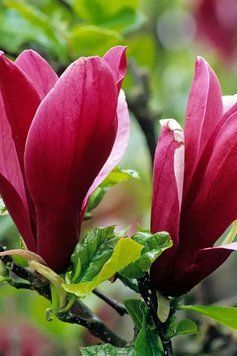 086754 фото