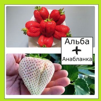 Супер-комплект! полуниця Альба 20 шт+Анабланка 20 шт 9-7655 фото