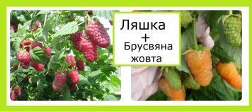 Супер-комплект! малина Ляшка 10 шт+Брусвяна жовта 10 шт 653425 фото