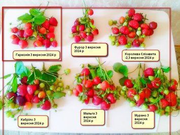 Полуниця Мурано 9654 фото