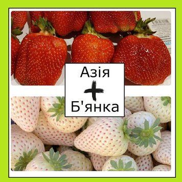 Супер-комплект! полуниця Азія 20 шт+полуниця Б'янка 20 шт 98706 фото
