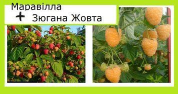 Супер-комплект! малина Маравілла 10 шт+Зюгана жовта 10 шт 896559 фото