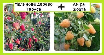 Супер-комплект! Малинове дерево Таруса 10 шт+Аміра жовта 10 шт 0978- фото