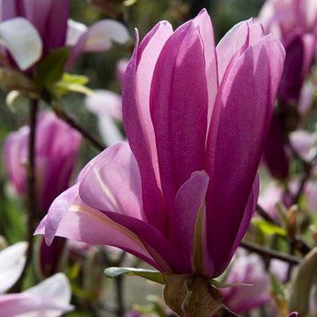 867554 фото